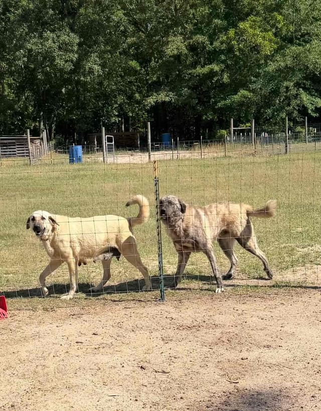 Anatolian Shepherd Dog Puppies media 7