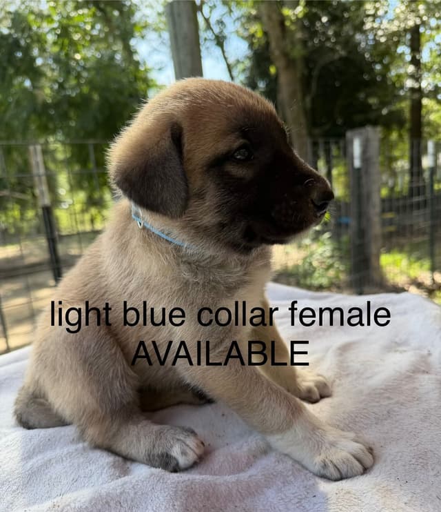 Anatolian Shepherd Dog Puppies media 8