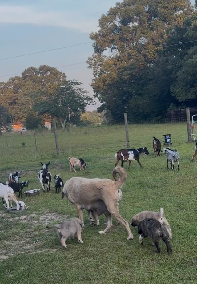 Anatolian Shepherd Dog Puppies media 9