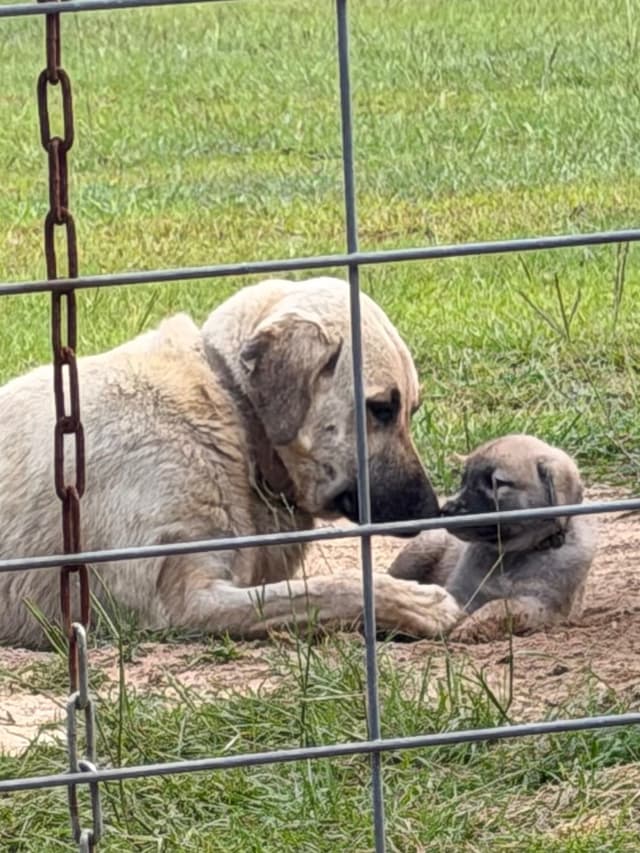 Anatolian Shepherd Dog Puppies media 12