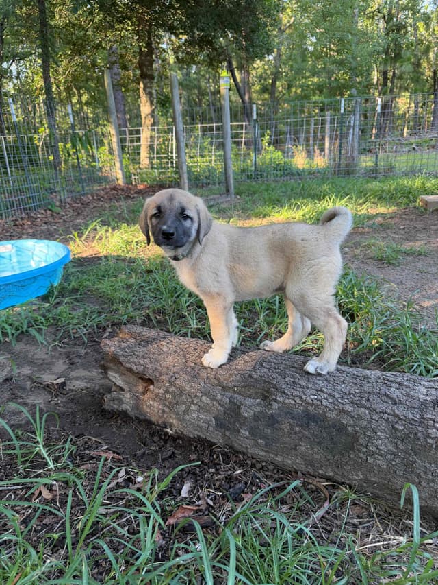 Anatolian Shepherd Dog Puppies media 13