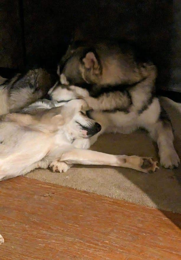 Alaskan Malamute Puppies breeder image 9