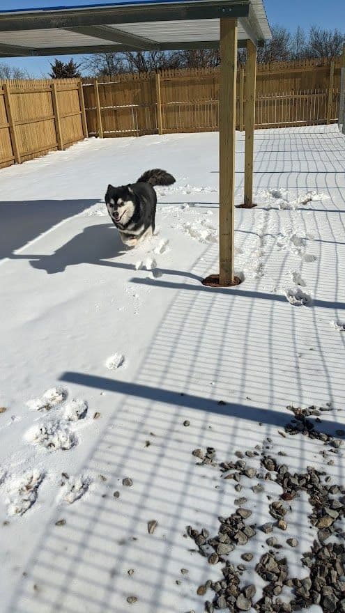 Alaskan Malamute Puppies breeder image 12