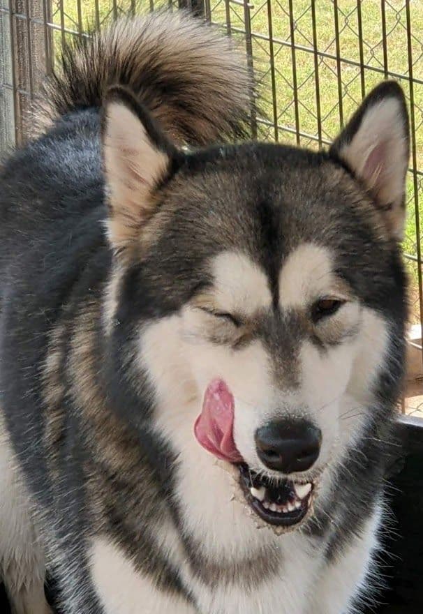 Alaskan Malamute Puppies breeder image 3
