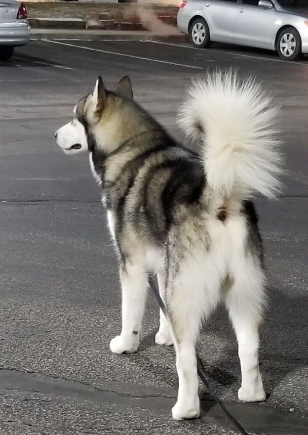 Alaskan Malamute Puppies breeder image 4