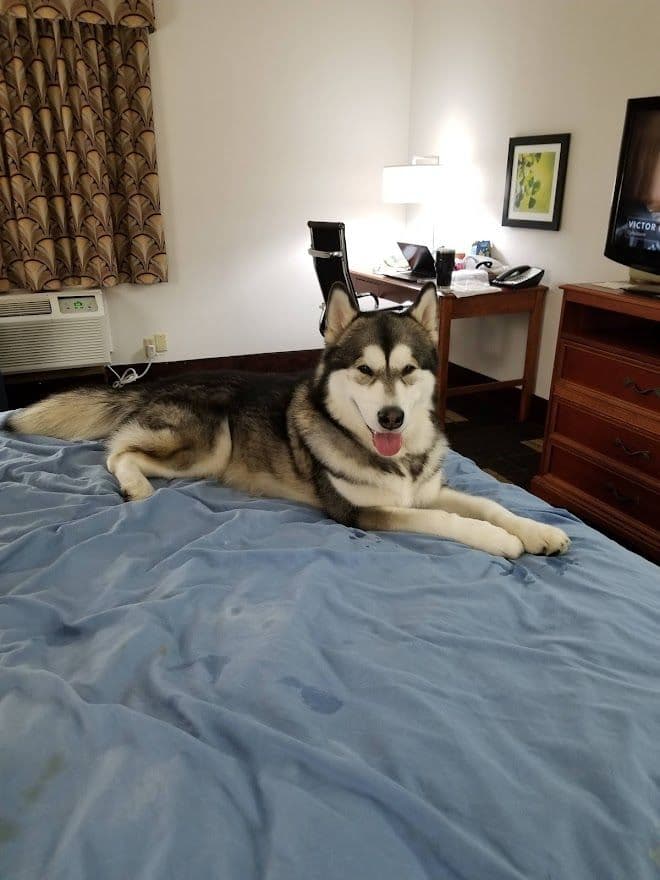 Alaskan Malamute Puppies breeder image 8