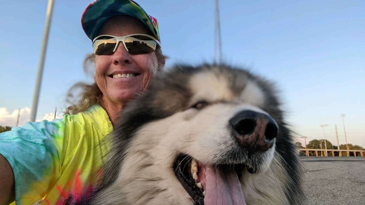 Alaskan Malamute Puppies breeder image 1