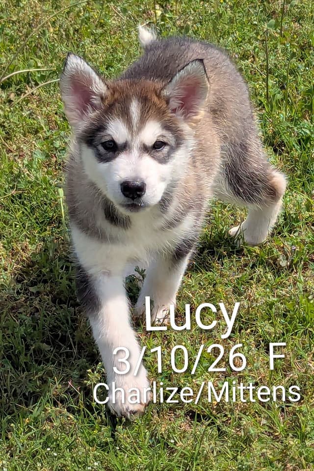 CANYONS Alaskan Malamute 405.747.4614 or 405.762.1603 media 8