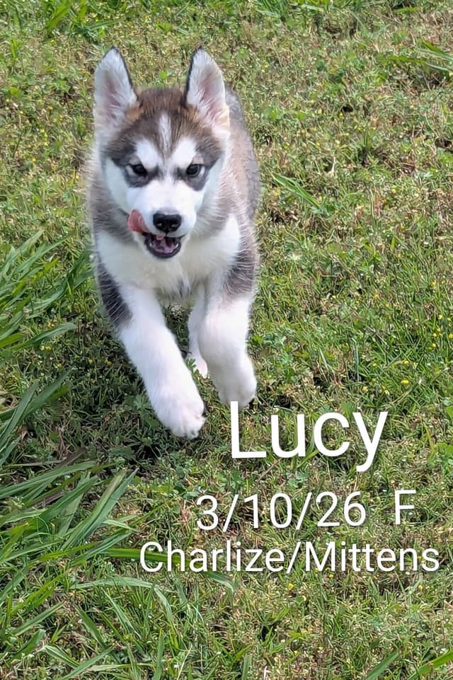 CANYONS Alaskan Malamute 405.747.4614 or 405.762.1603 media 9