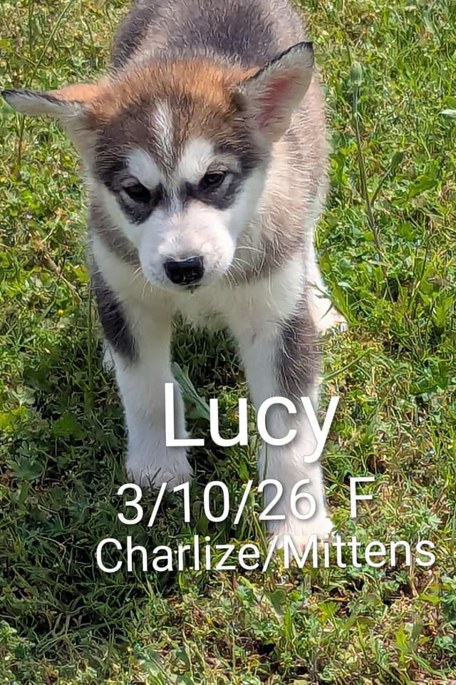CANYONS Alaskan Malamute 405.747.4614 or 405.762.1603 media 7