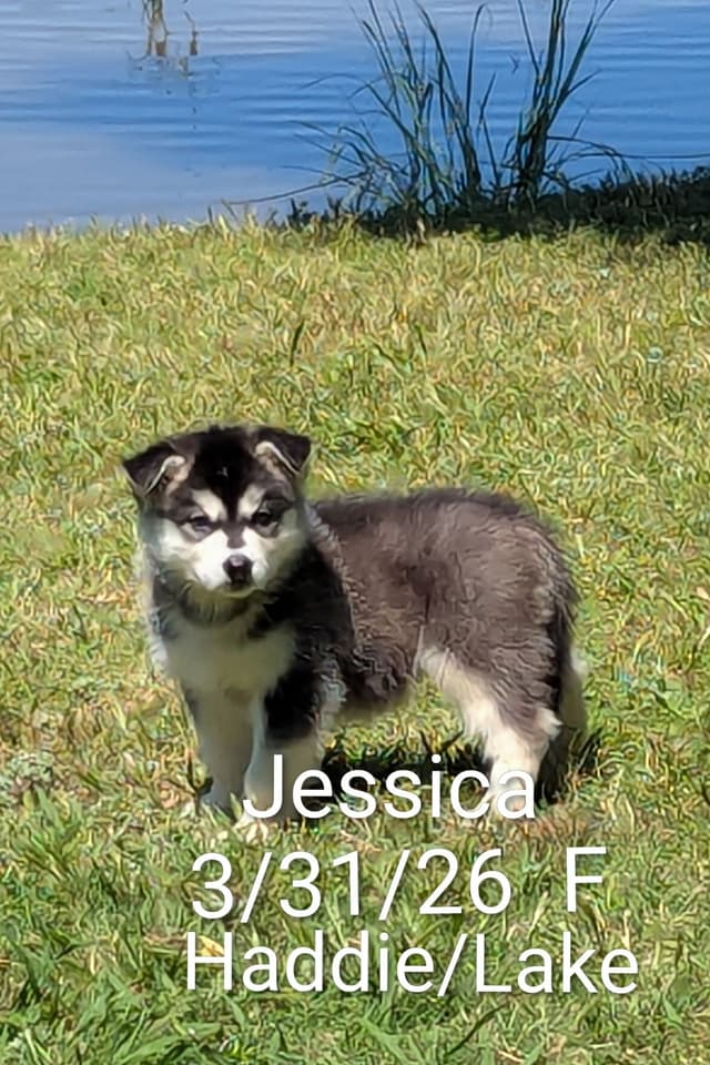 Alaskan Malamute Puppies media 12