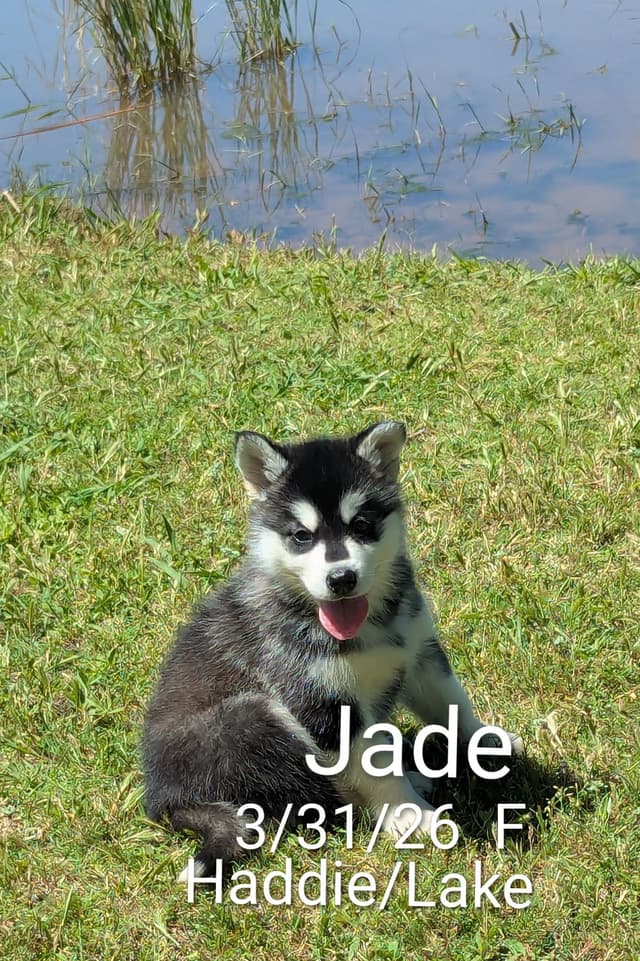 Alaskan Malamute Puppies media 14