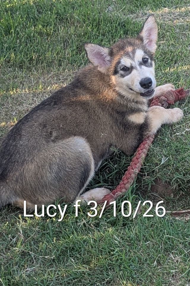 CANYONS Alaskan Malamute 405.747.4614 or 405.762.1603 media 6