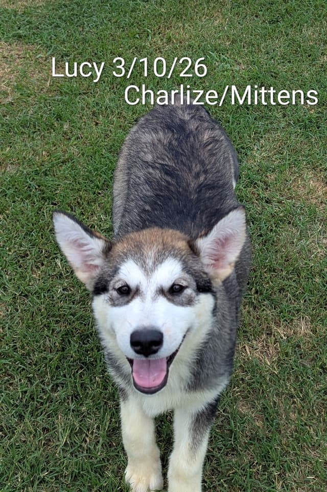 CANYONS Alaskan Malamute 405.747.4614 or 405.762.1603 media 2