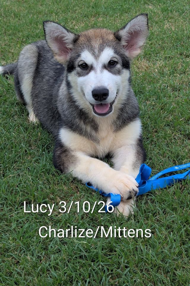 CANYONS Alaskan Malamute 405.747.4614 or 405.762.1603 media 5