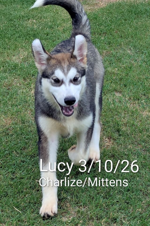 CANYONS Alaskan Malamute 405.747.4614 or 405.762.1603 media 4