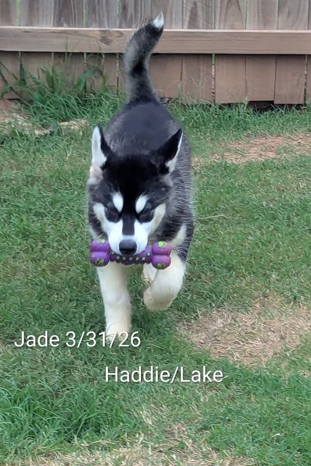 Alaskan Malamute Puppies media 8