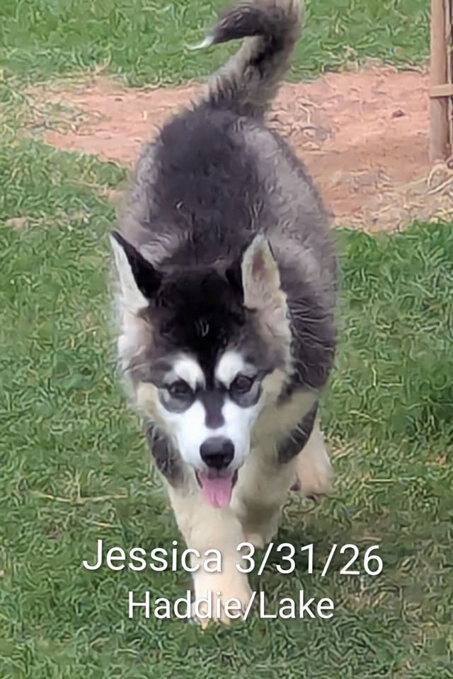 Alaskan Malamute Puppies media 6