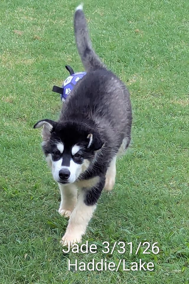 Alaskan Malamute Puppies media 10
