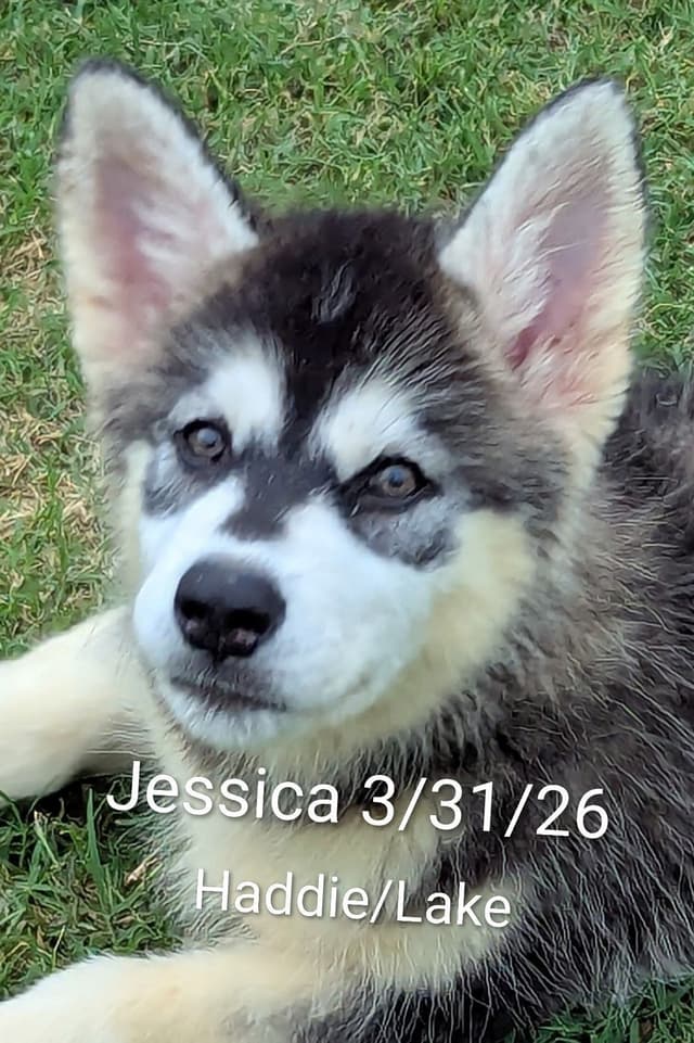 Alaskan Malamute Puppies media 2
