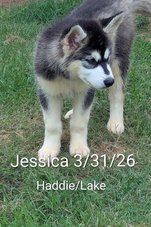 Alaskan Malamute Puppies media 4