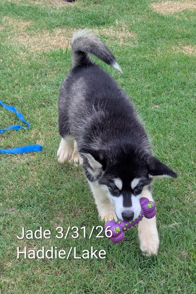 Alaskan Malamute Puppies media 9