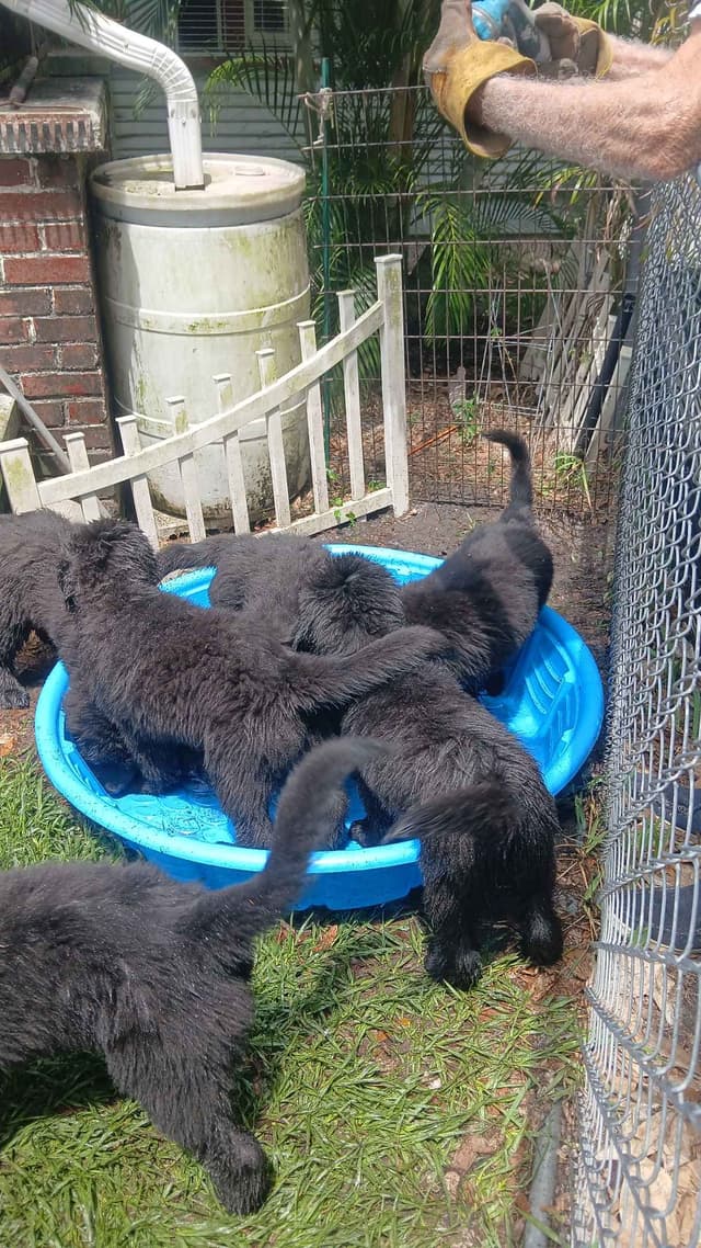 Newfoundland Puppies media 2