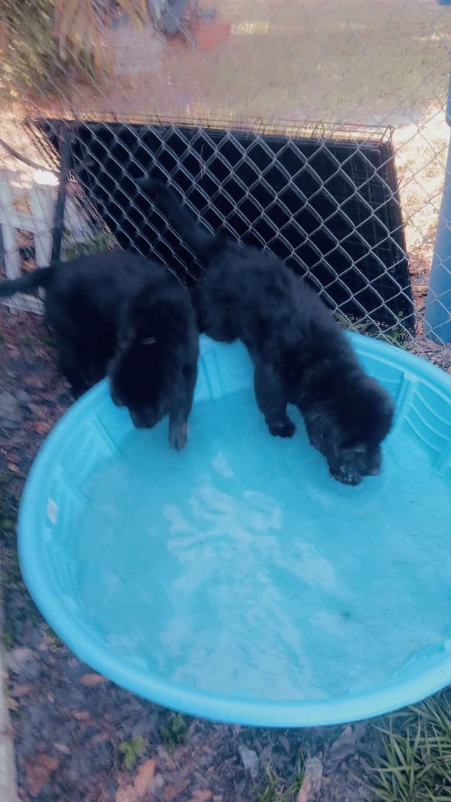 Newfoundland Puppies media 3