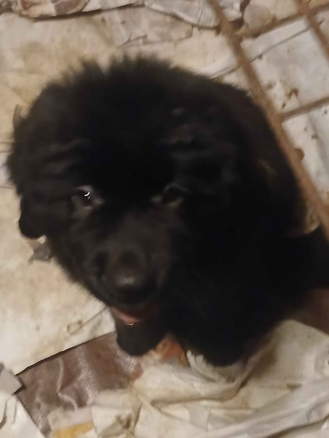 Newfoundland Puppies media 5