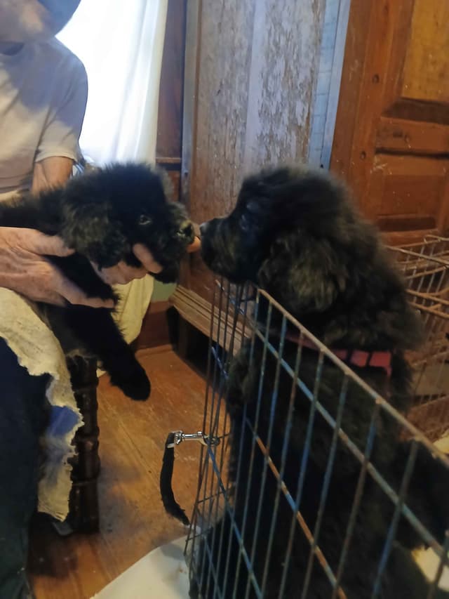 Newfoundland Puppies media 6