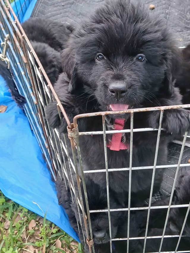 Newfoundland Puppies media 7