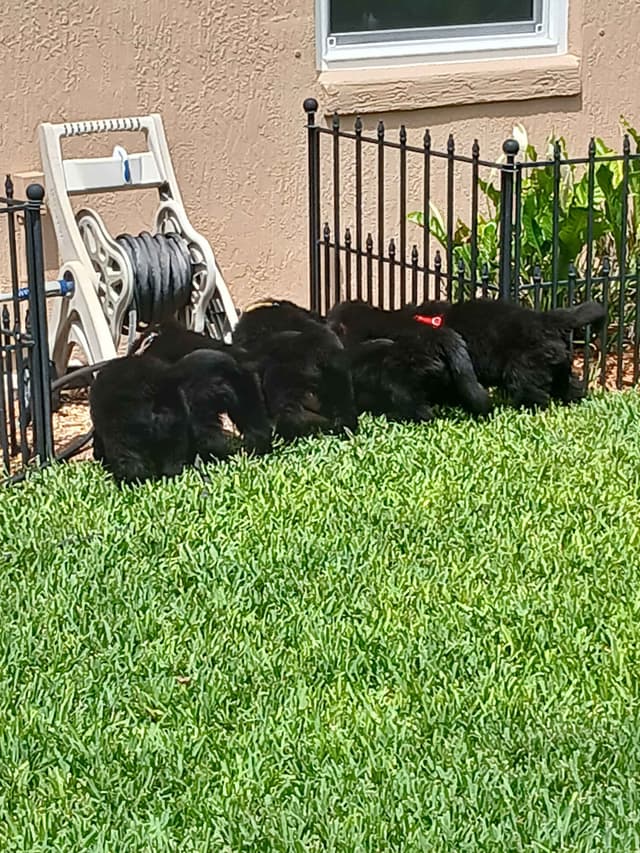 Newfoundland Puppies media 8