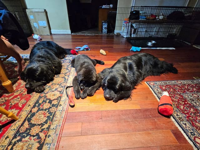 Newfoundland Puppies media 9