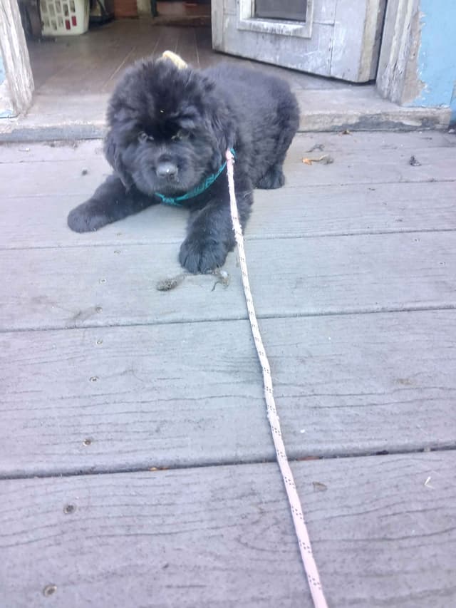 Newfoundland Puppies media 10