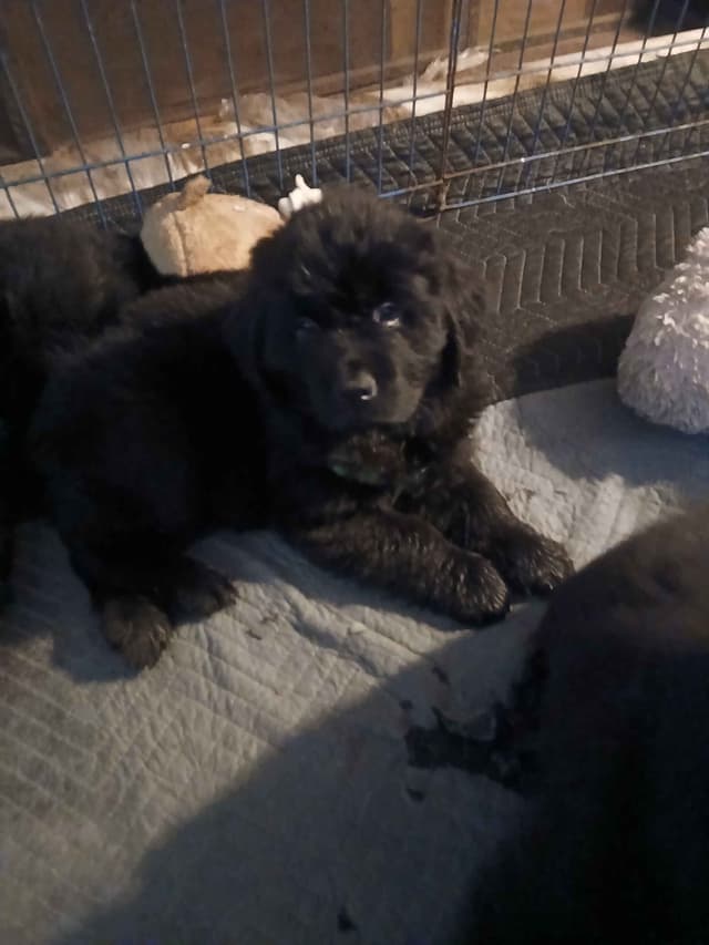 Newfoundland Puppies media 11