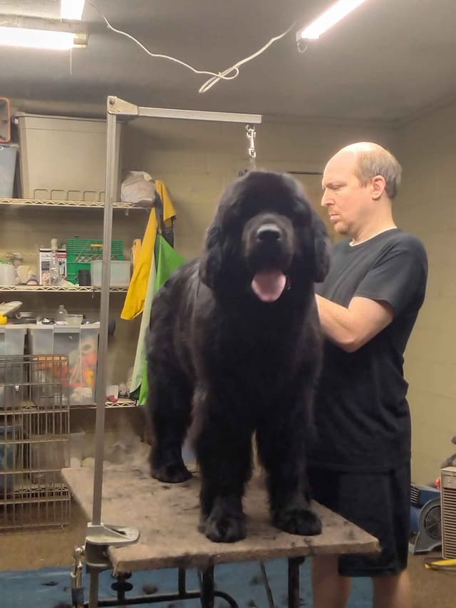 Newfoundland Puppies media 14