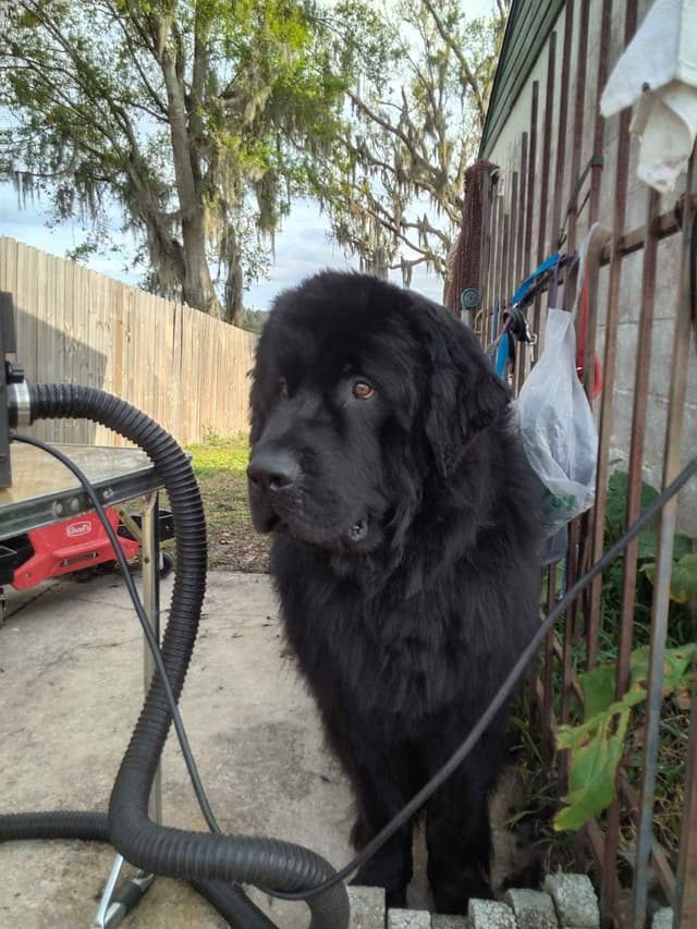 Newfoundland Puppies media 17