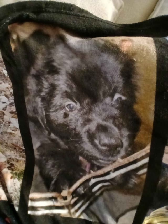 Newfoundland Puppies media 18