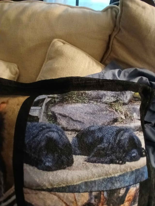 Newfoundland Puppies media 19
