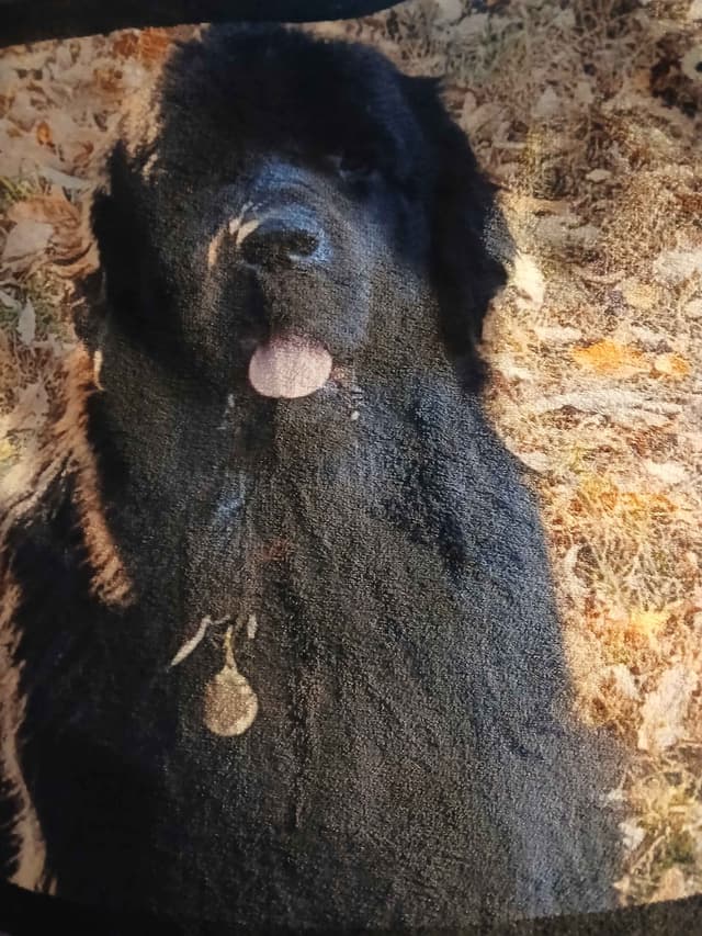 Newfoundland Puppies media 20