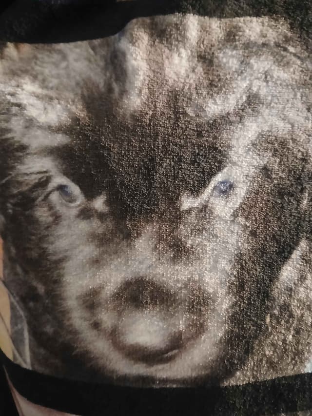 Newfoundland Puppies media 21