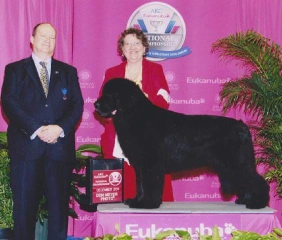 Newfoundland Puppies media 23