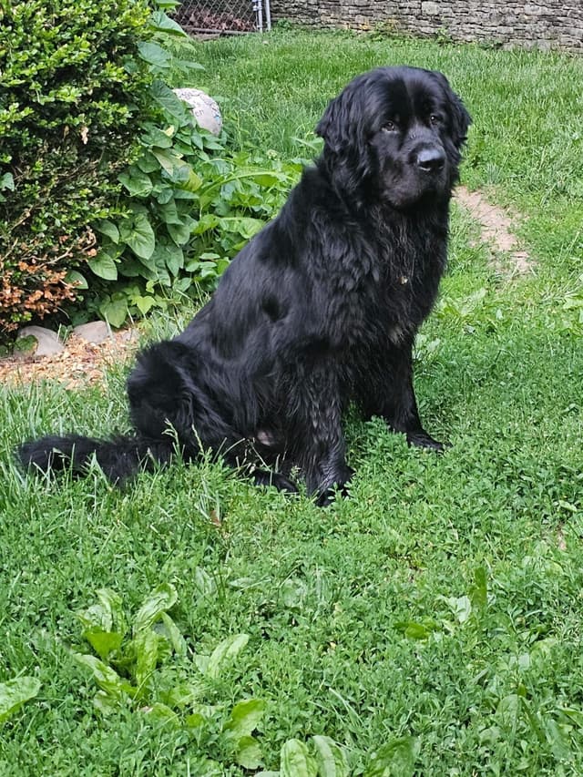 Newfoundland Puppies media 24