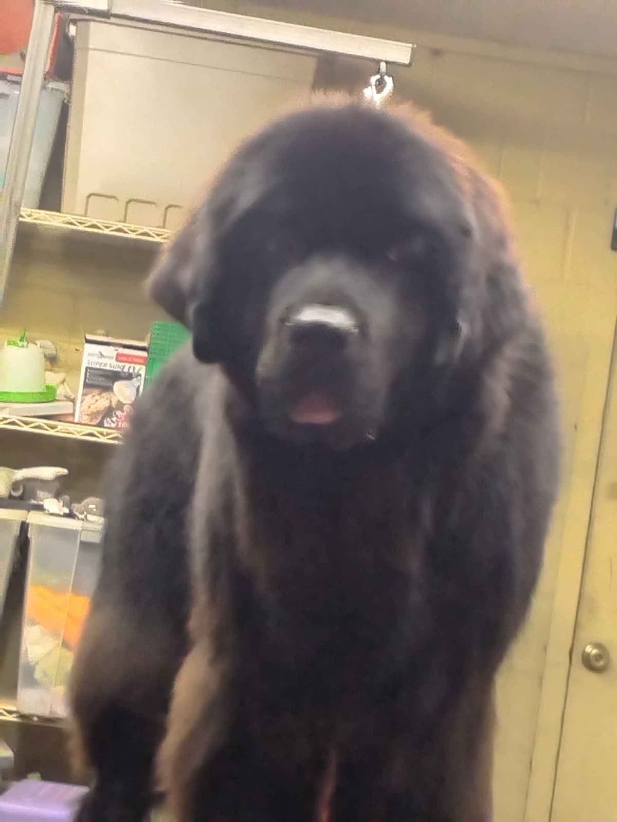 Newfoundland Puppies breeder image 2
