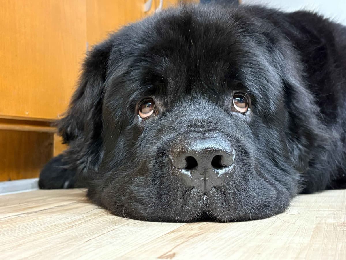 Newfoundland Puppies breeder image 3
