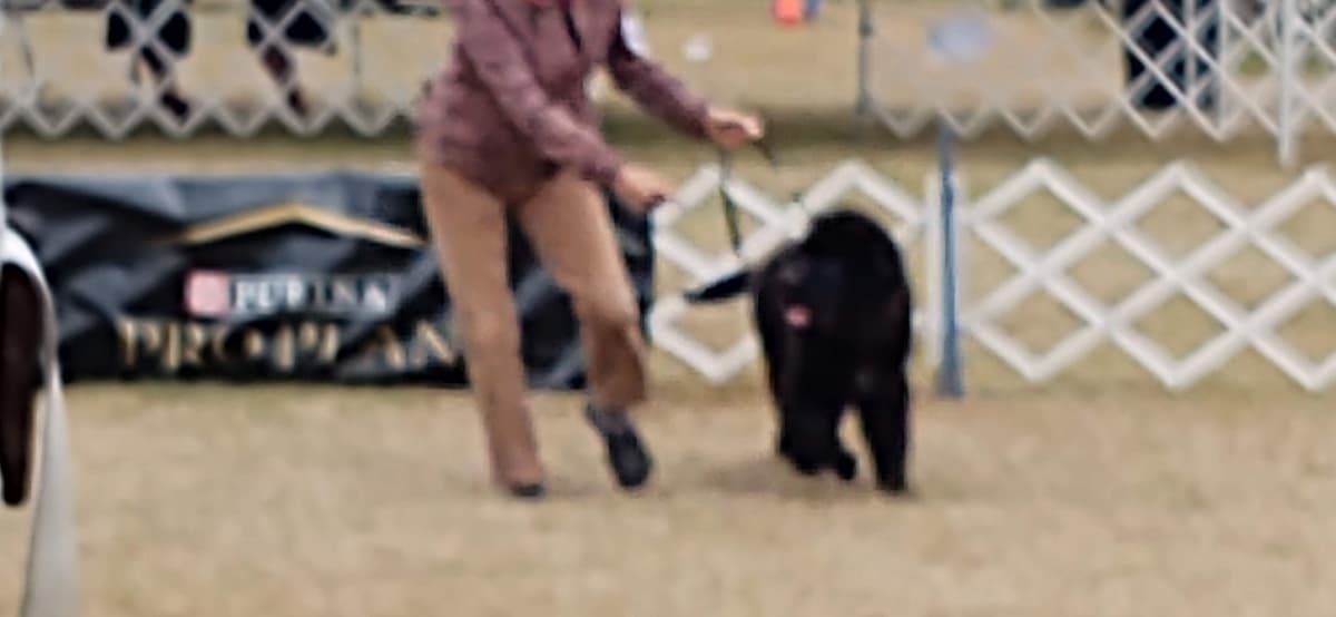 Newfoundland Puppies breeder image 4