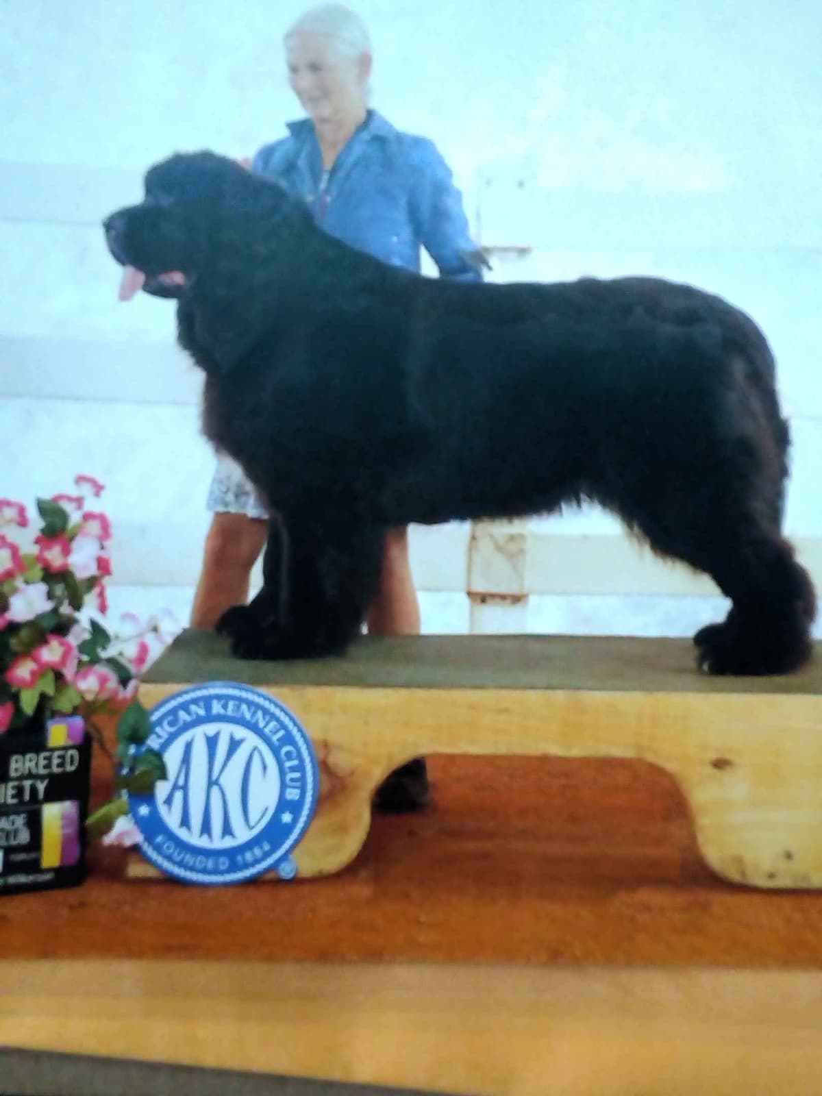 Newfoundland Puppies breeder image 6