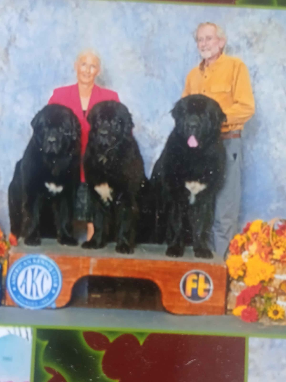 Newfoundland Puppies breeder image 8