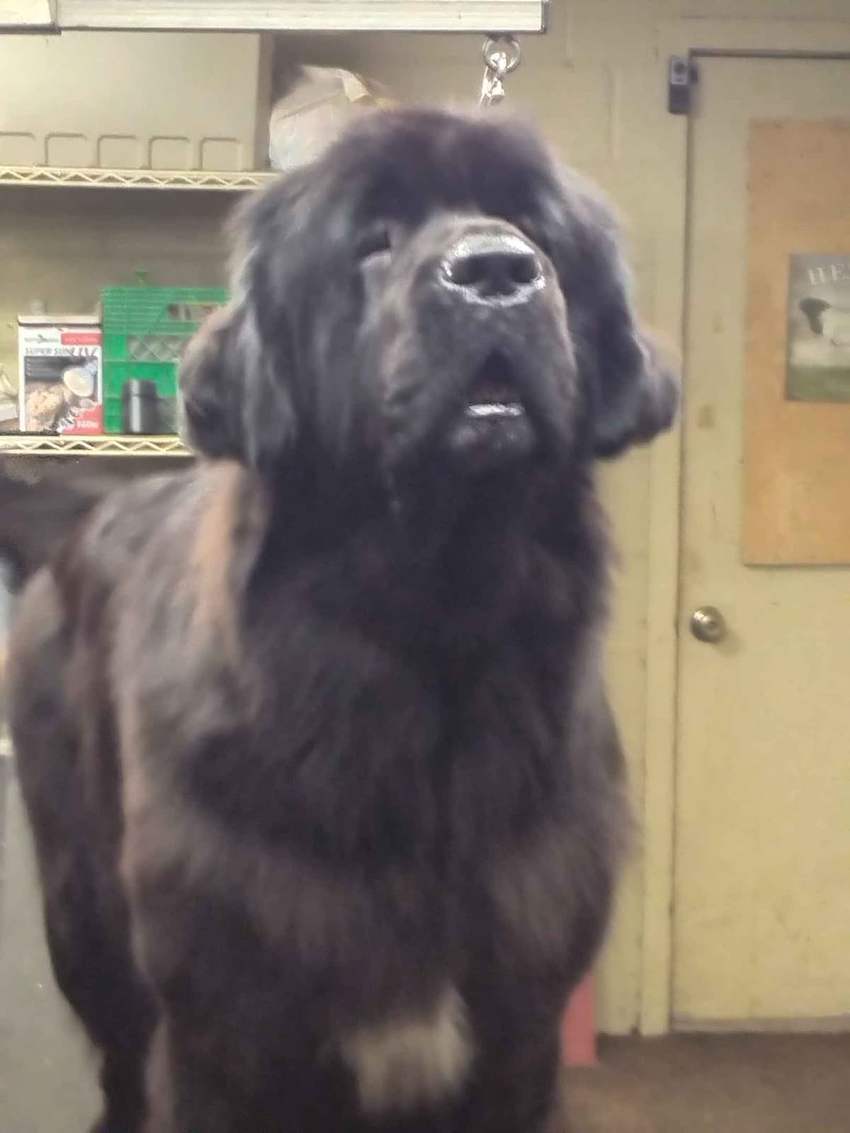 Newfoundland Puppies breeder image 10