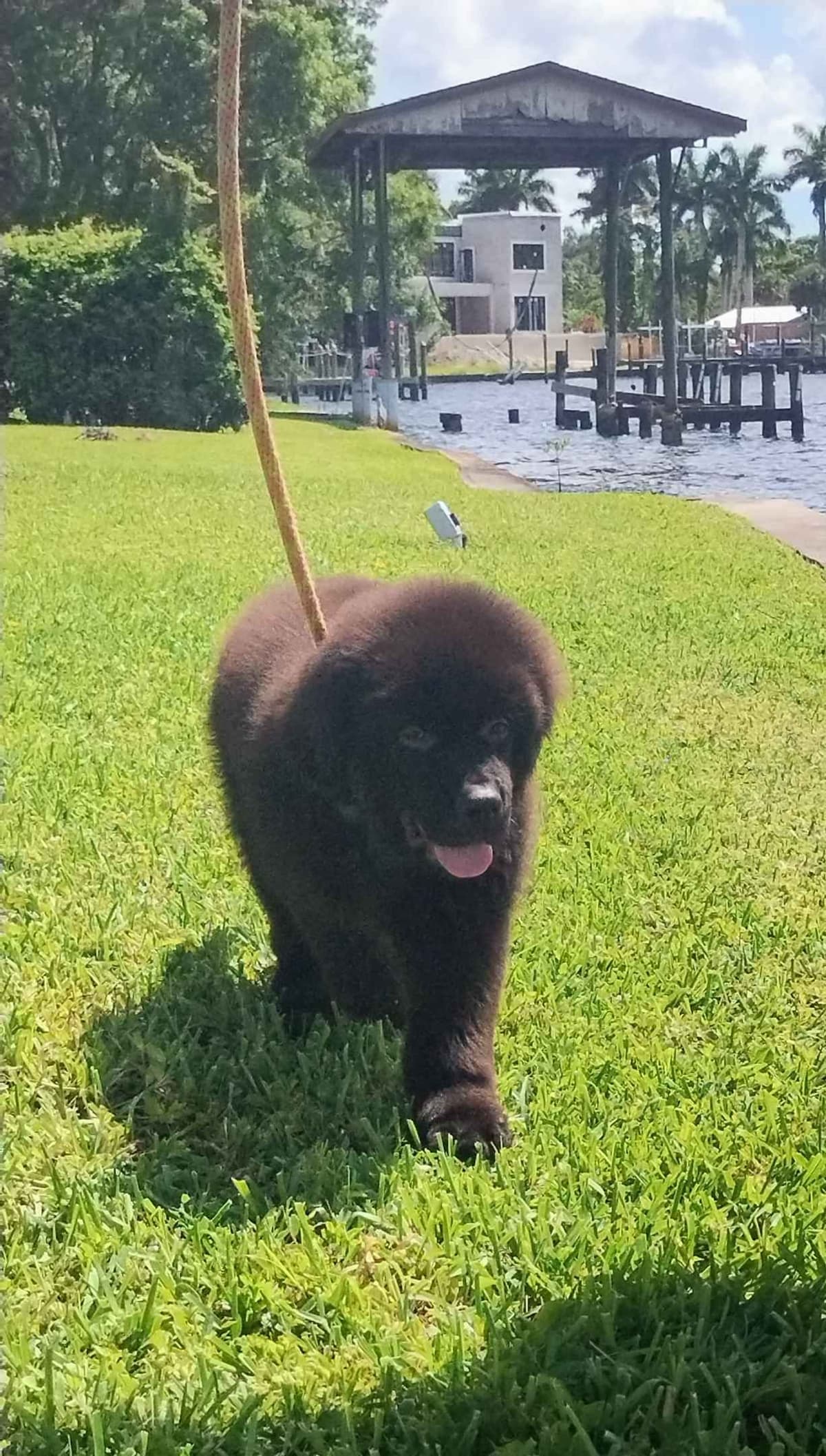 Newfoundland Puppies breeder image 13